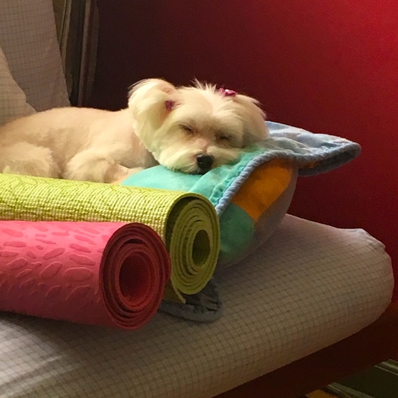 Meet your Posher, Lola - Picture 1 of 1